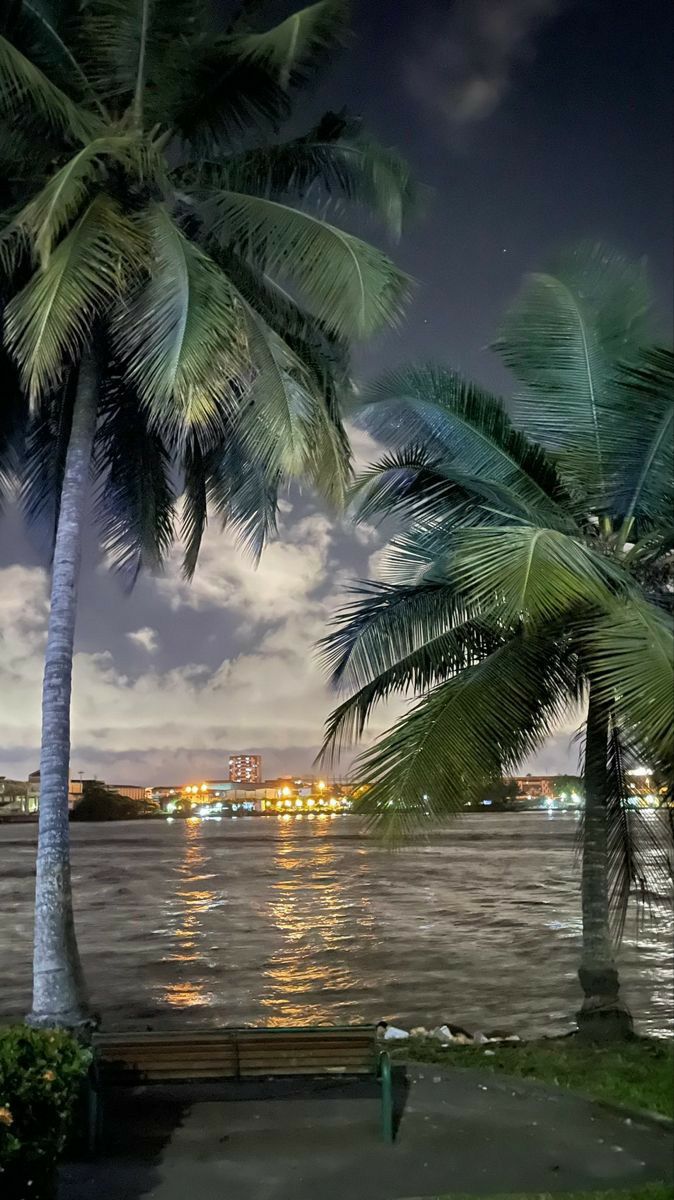 palm trees next to a body of water